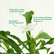Plumeria Pudica