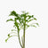 Plumeria Pudica