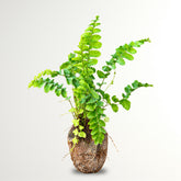 Pom Pom Fern
