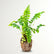 Pom Pom Fern