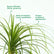 Ponytail Palm