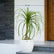 Ponytail Palm