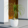Ponytail Palm
