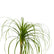 Ponytail Palm
