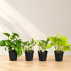 4 Varieties of Pothos Combo