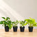 4 Varieties of Pothos Combo