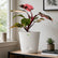Philodendron Pink Princess Galaxy