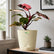 Philodendron Pink Princess Galaxy