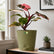 Philodendron Pink Princess Galaxy