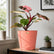 Philodendron Pink Princess Galaxy