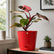 Philodendron Pink Princess Galaxy