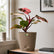 Philodendron Pink Princess Galaxy