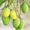 Mango Priyoor
