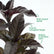 Pseudernanthemum