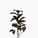 Pseudernanthemum