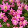 Rain Drop Lilly
