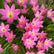 Rain Drop Lilly