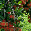 Rambutan Caesar