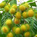 Rambutan