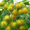 Rambutan E35
