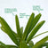 Raphis Palm