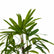 Raphis Palm