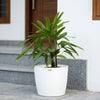Raphis Palm