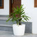 Raphis Palm