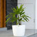 Raphis Palm