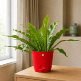 bird nest fern with krish pot