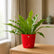 bird nest fern with krish pot