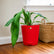 anthurium pallidiflorum rare plant