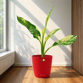 dieffenbachia big ben