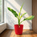 dieffenbachia big ben