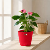 Anthurium Mini Purple Online