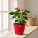 Anthurium Mini Purple Online
