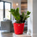 ZZ Plant Black