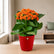Kalanchoe Orange