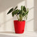 Alocasia Bambino