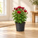 Chrysanthemum Combo (Seasonal)