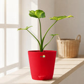 buy alocasia gigantea aurea