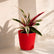 Calathea Triostar