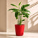 Maranta Arundinacea(Arrowroot)