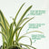 Ribbon Grass
