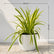 Ribbon Grass