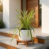Ribbon Grass