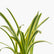 Ribbon Grass