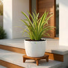 Spiderlilly Variegated