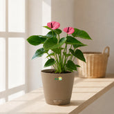 Mini Purple Anthurium  