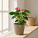 Mini Purple Anthurium  